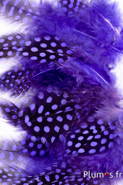 Pintade de Numidie - 3-6 cm - violet